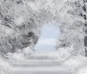 Превью обои зима, снег, лес, дорога, арка, ветки, иней
