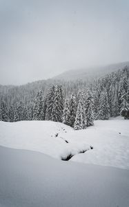 Превью обои зима, снег, лес, ель, заснеженный