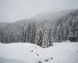 Превью обои зима, снег, лес, ель, заснеженный