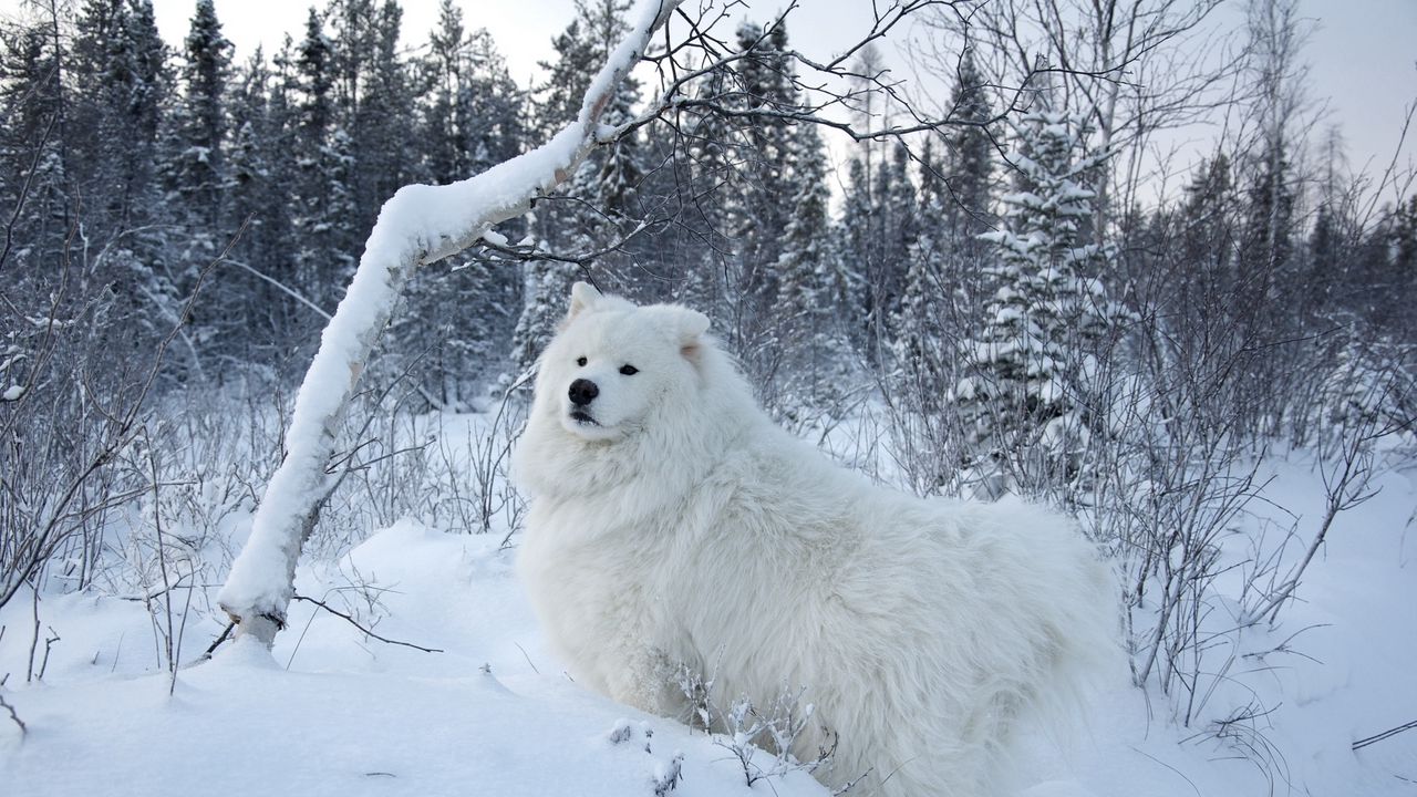 Обои зима, снег, лес, собака