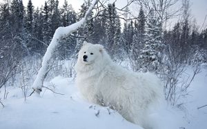 Превью обои зима, снег, лес, собака