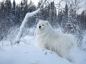 Превью обои зима, снег, лес, собака