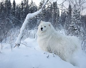 Превью обои зима, снег, лес, собака