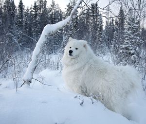 Превью обои зима, снег, лес, собака