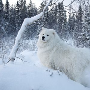 Превью обои зима, снег, лес, собака