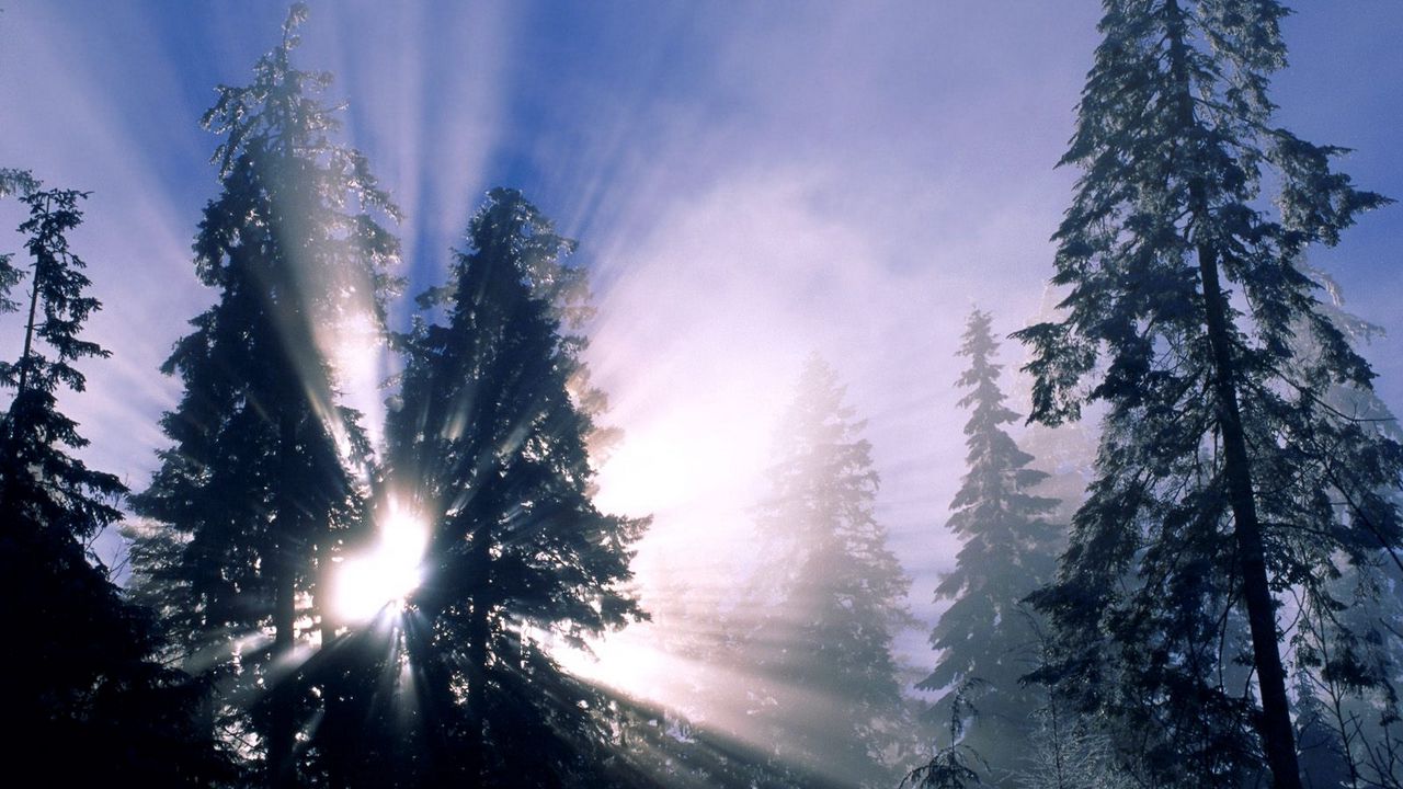 Обои зима, солнце, свет, лучи, деревья, освещение, утро