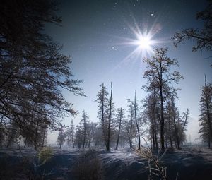 Превью обои зима, солнце, свет, утро, снег, крупицы, лес