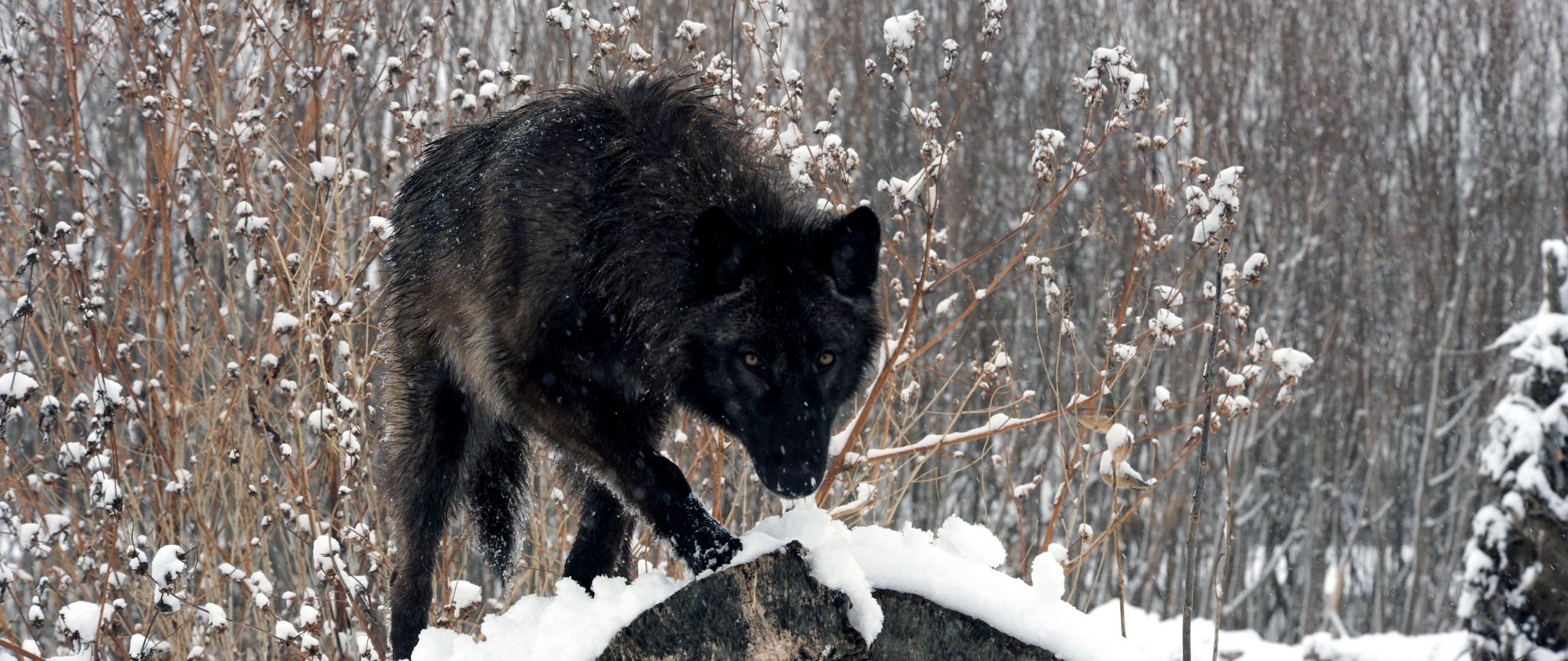 Черный волк зимой