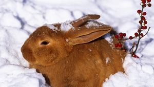 Превью обои зима, заяц, кролик, снег, ягоды, рыжий