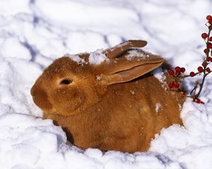 Превью обои зима, заяц, кролик, снег, ягоды, рыжий