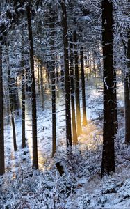 Превью обои зимний лес, деревья, лучи, блики