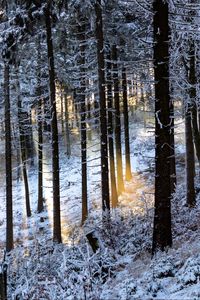 Превью обои зимний лес, деревья, лучи, блики