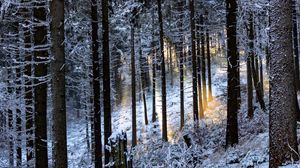 Превью обои зимний лес, деревья, лучи, блики