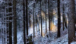 Превью обои зимний лес, деревья, лучи, блики