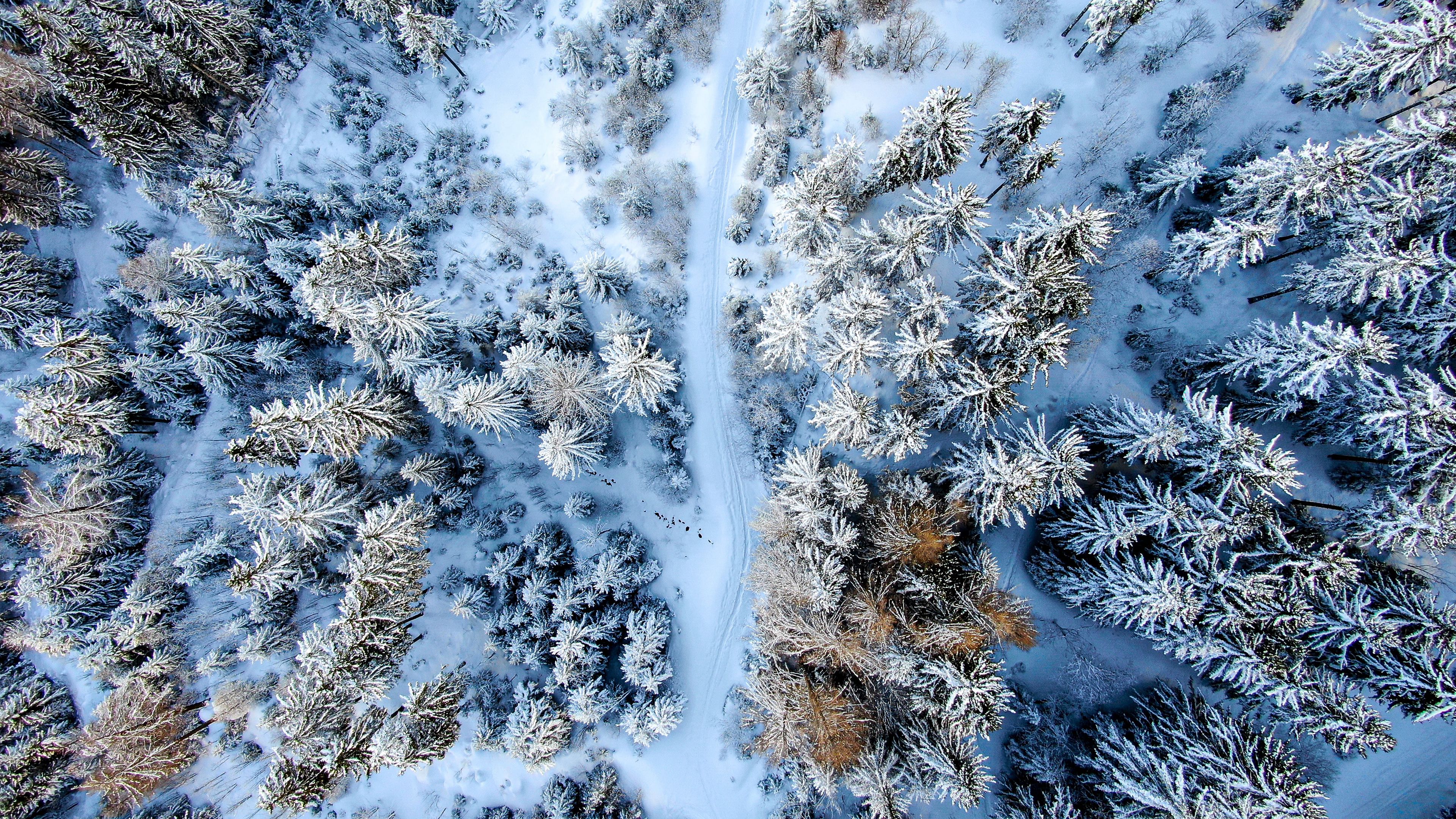 Зимний лес с высоты птичьего полета