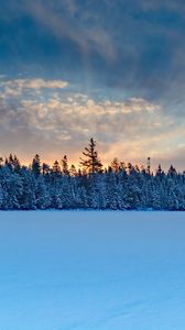 Превью обои зимний лес, ель, снег