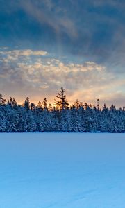 Превью обои зимний лес, ель, снег