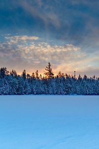 Превью обои зимний лес, ель, снег