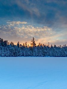 Превью обои зимний лес, ель, снег