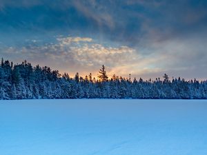 Превью обои зимний лес, ель, снег