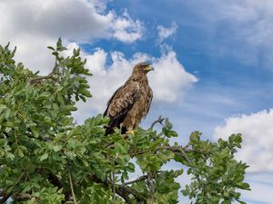 Превью обои змееяд, орел, птица, ветка, дикая природа