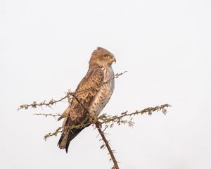 Превью обои змееяд, птица, ветка, дикая природа
