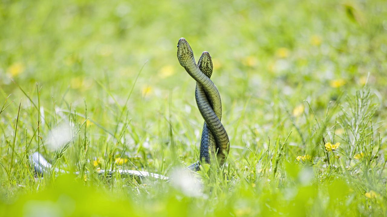 Обои змеи, трава, выглядывать
