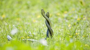 Превью обои змеи, трава, выглядывать