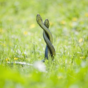 Превью обои змеи, трава, выглядывать