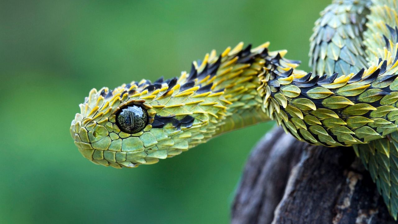 Обои змея, чешуя, глаза