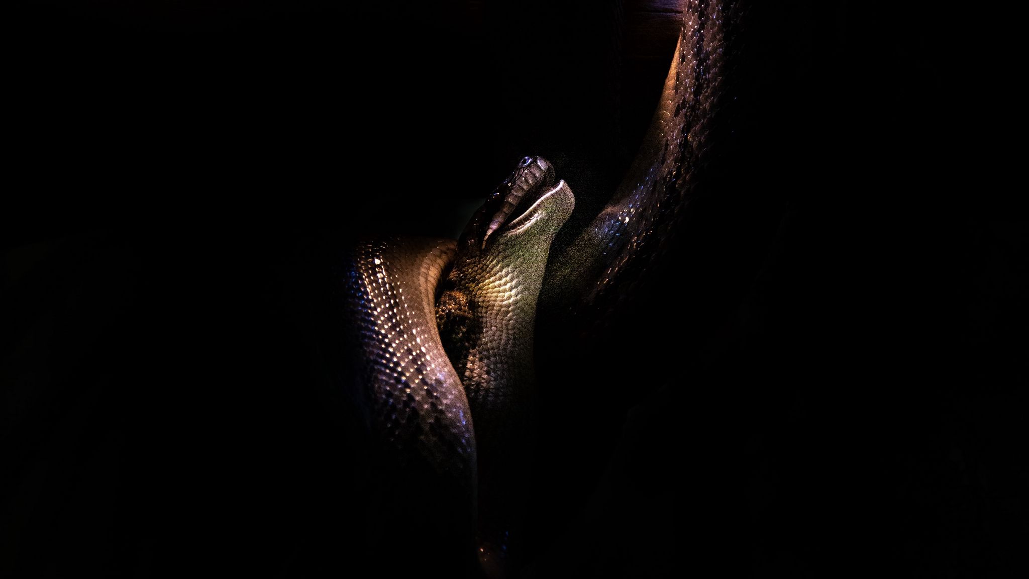 Пасть змеи на черном фоне