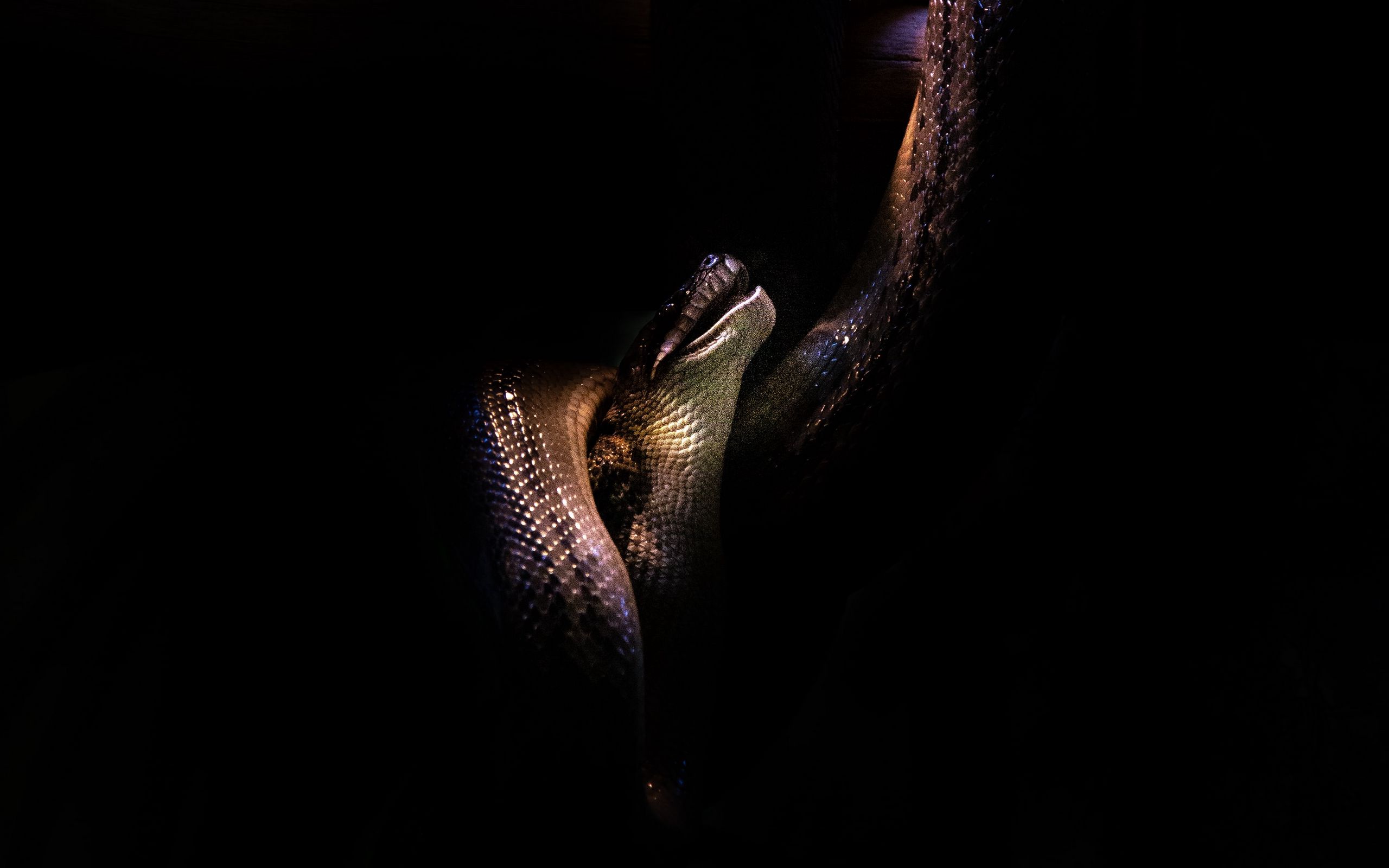 Тёмные обои со змеями