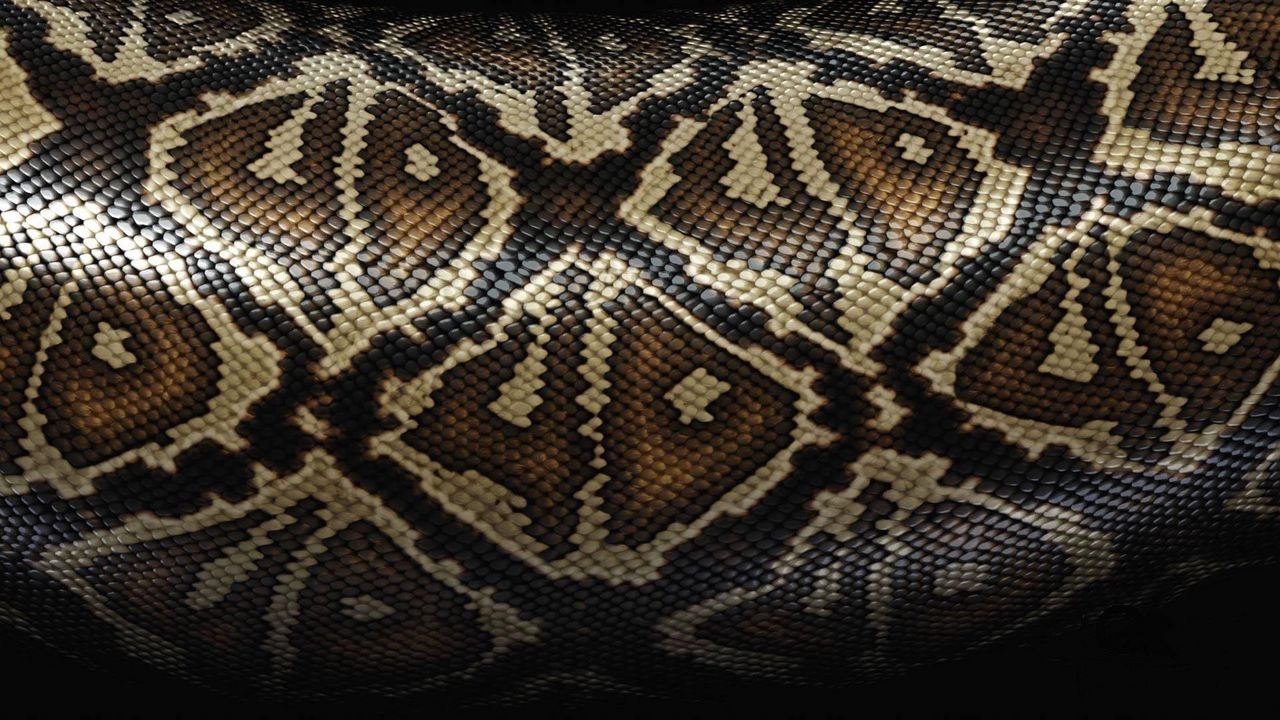 Обои змея, чешуя, узоры, текстура