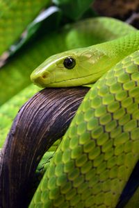 Превью обои змея, чешуя, зеленый, глаз