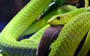Превью обои змея, чешуя, зеленый, глаз
