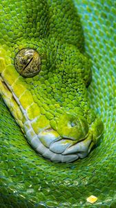 Превью обои змея, чешуя, зеленый, рептилия