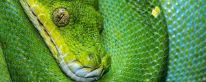 Превью обои змея, чешуя, зеленый, рептилия