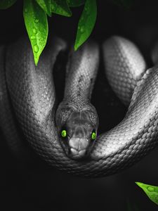 Превью обои змея, фотошоп, листья, глаза, рептилия