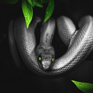Превью обои змея, фотошоп, листья, глаза, рептилия