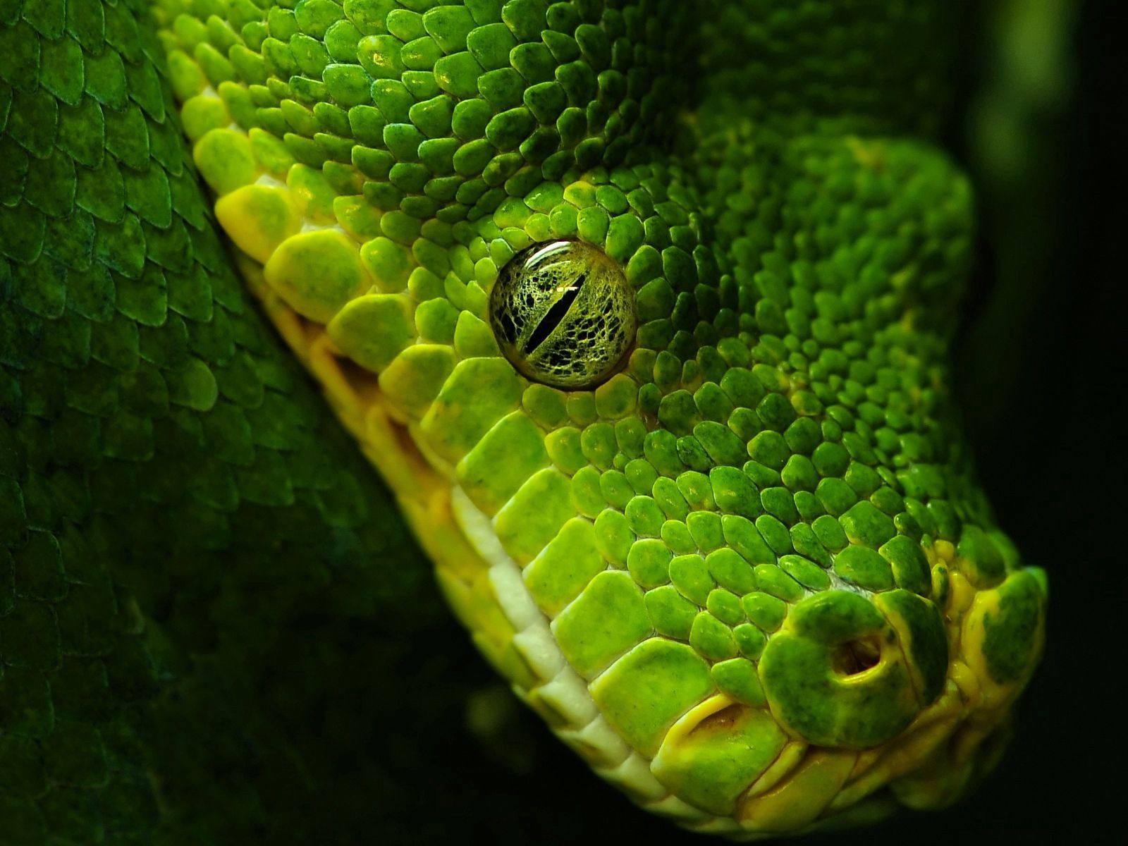 Мир глазами змеи. Цвет зеленый питон.