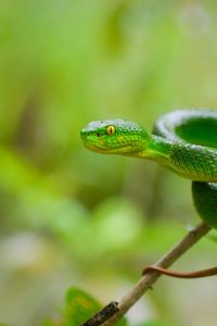 Превью обои змея, глаза, взгляд, листья, зеленый, макро