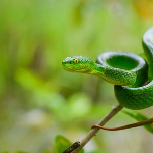 Превью обои змея, глаза, взгляд, листья, зеленый, макро
