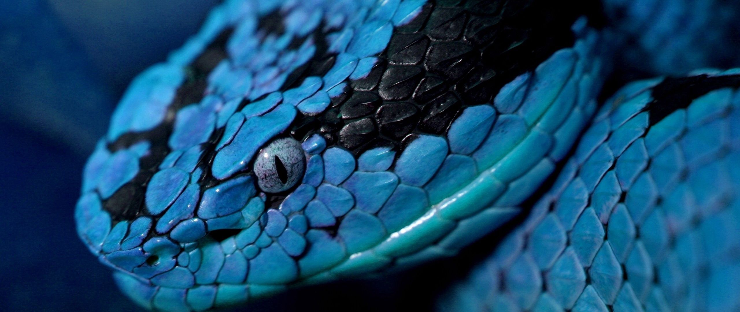 Синяя змея палитра