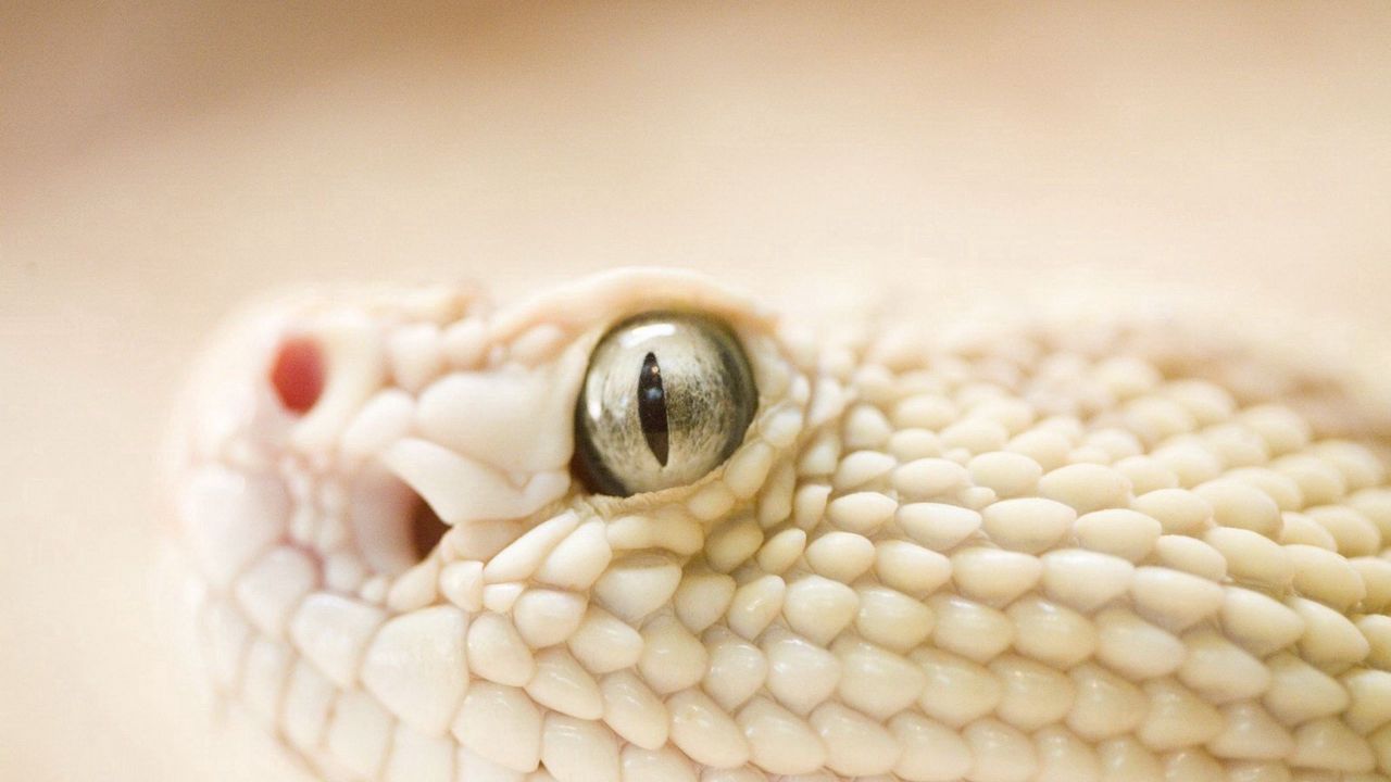 Обои змея, голова, глаза, кожа