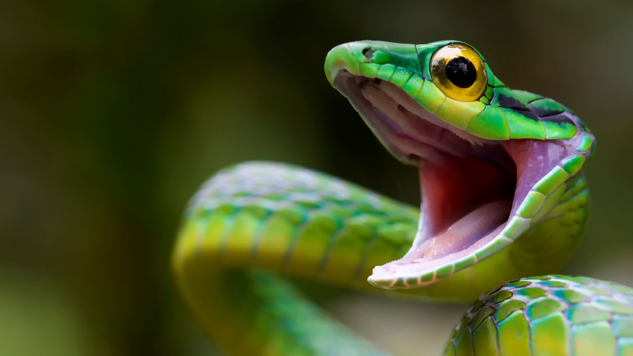Обои змея, green snake, costa rica