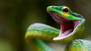 Превью обои змея, green snake, costa rica