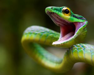 Превью обои змея, green snake, costa rica