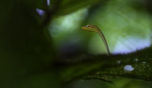 Превью обои змея, листья, растения, природа