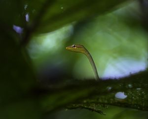 Превью обои змея, листья, растения, природа