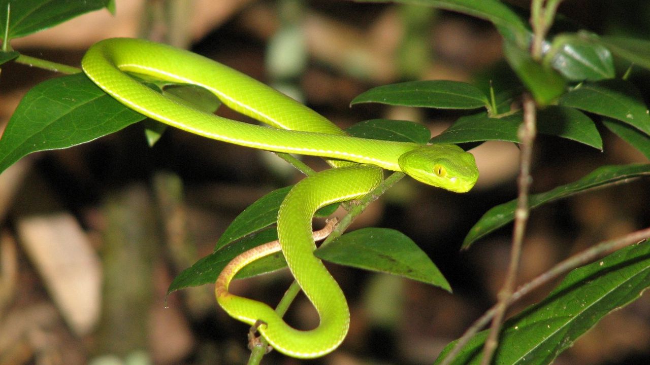 Обои змея, листья, зеленый, трава, яркий